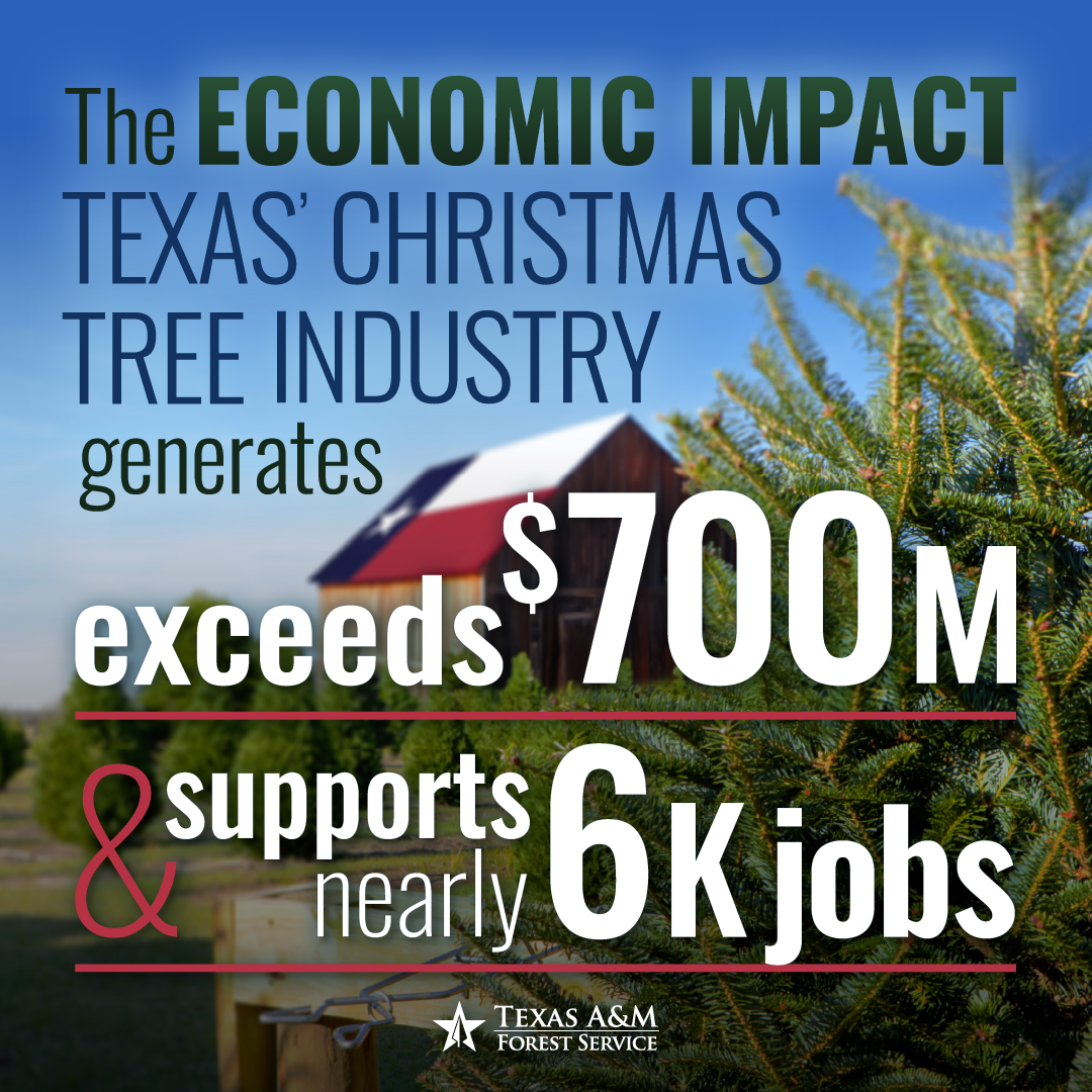 <p> <a><span>More
than four million real Christmas trees are sold annually in Texas, supporting
farms and agriculture businesses throughout the state. </span></a><span>As the holiday season
nears, Texas A&M Forest Service encourages purchasing real Christmas trees
to help boost the Texas economy.</span></p>